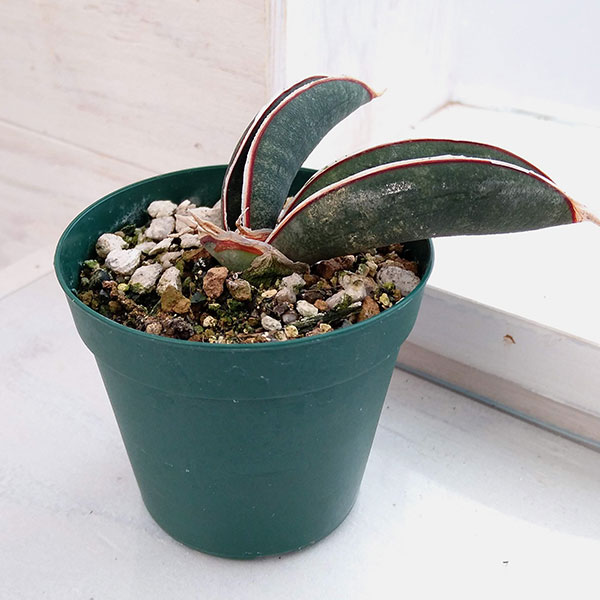 園芸ネット本店｜サンセベリア：ハリー ピンクバット 2.5号 の通販【公式】