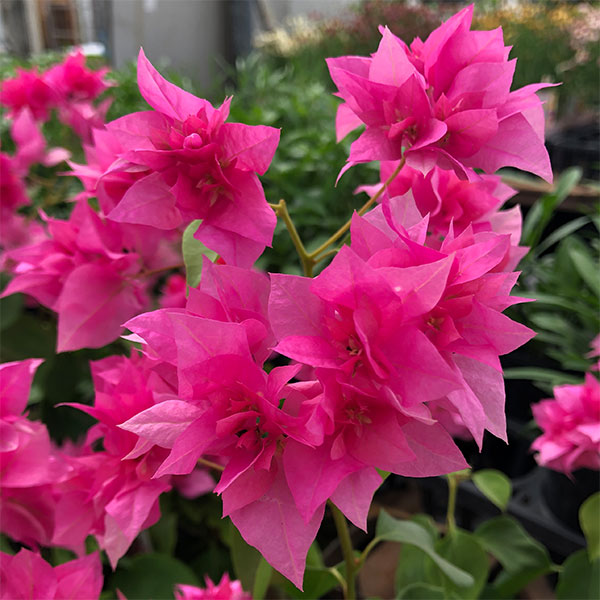 ブーゲンビリア 大株 海外種 三色変色 花蕾多数付き ブーゲンビリア 大