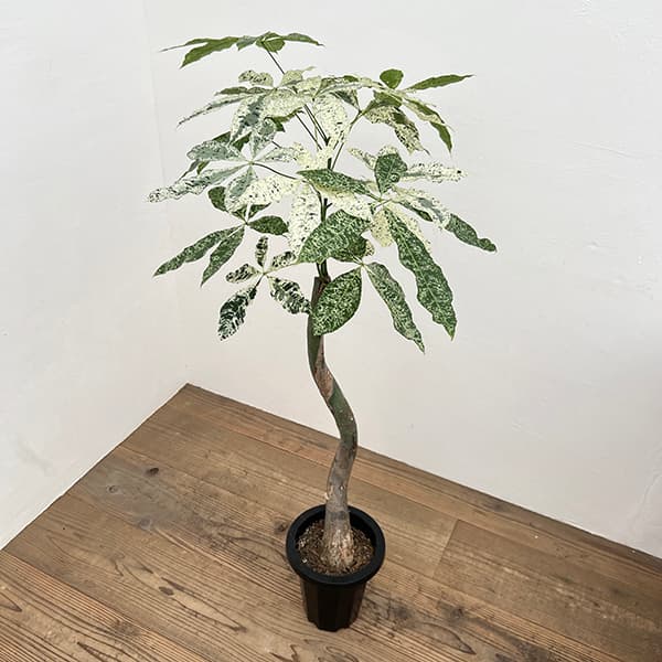 園芸ネット本店｜パキラ：ミルキーウェイ 7号 の通販【公式】