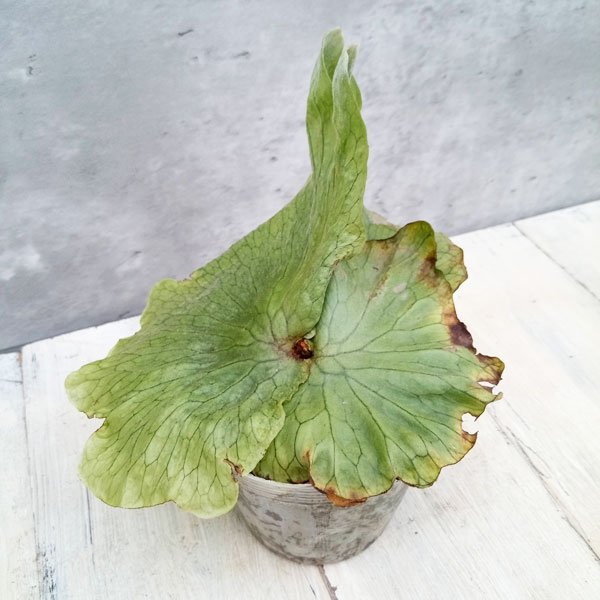 園芸ネット本店｜ビカクシダ（コウモリラン）：グランデ3号ポット の