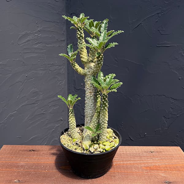 園芸ネット本店｜ドルステニア：ラブラニー（多頭） 5鉢植えNo.3 の