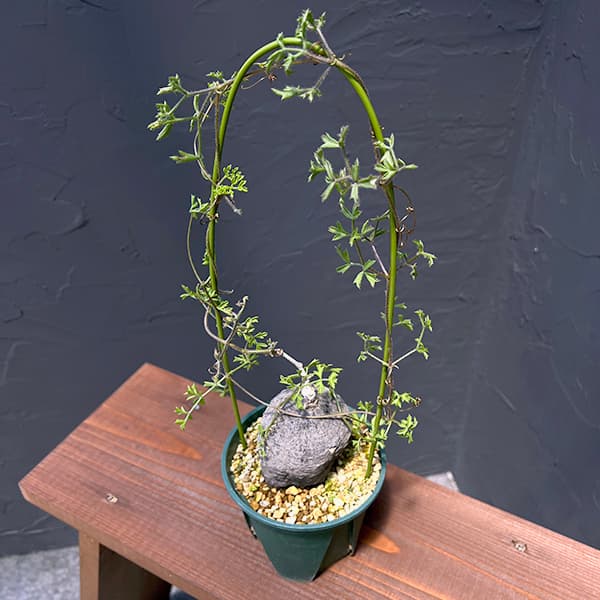 園芸ネット本店｜キフォステンマ：モンタグナッキー（黒） 4号鉢植え23