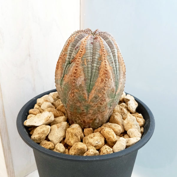 園芸ネット本店｜ユーフォルビア：オベサ 4号23-12 の通販【公式】