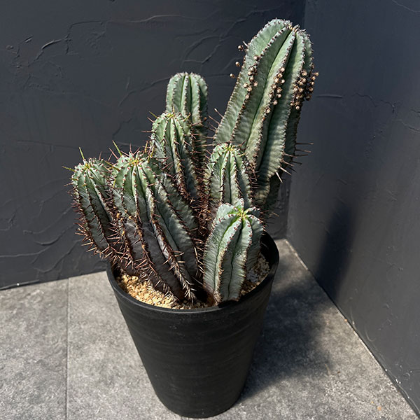 園芸ネット本店｜ユーフォルビア：ホリダ 7号鉢植え 23-03 の通販【公式】