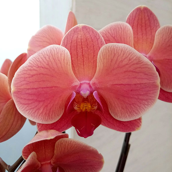 園芸ネット本店｜ファレノプシス：アンティークラブ2本立ち4号陶器