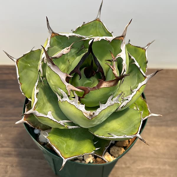 園芸ネット本店｜アガベ：チタノタ 4号鉢植え（23-17） の通販【公式】