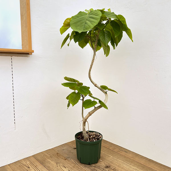 園芸ネット本店｜フィカス：ウンベラータ 8号23-04 の通販【公式】