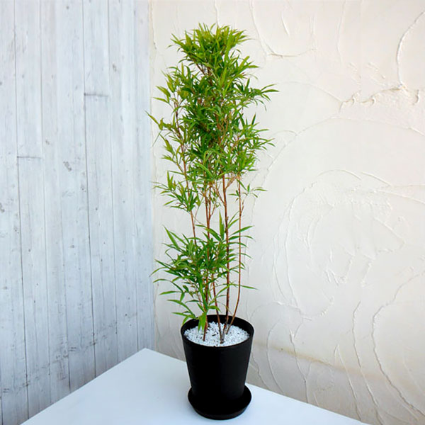 園芸ネット本店｜チゴカンチク（ベニカンチク・紅寒竹・朱竹）セラ