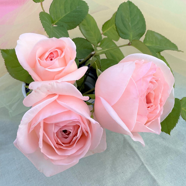 園芸ネット本店｜バラ（F＆Gローズ）：さくらいろ大苗6号鉢植え の通販