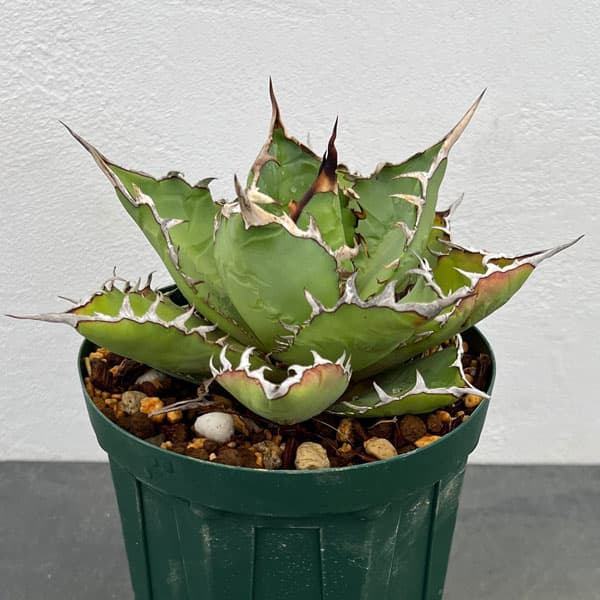 園芸ネット本店｜アガベ：チタノタ 小島白刺 5号鉢植え23-01 の通販