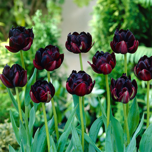 園芸ネット本店｜チューリップ（八重咲き）：ブラックヒーロー5球入り