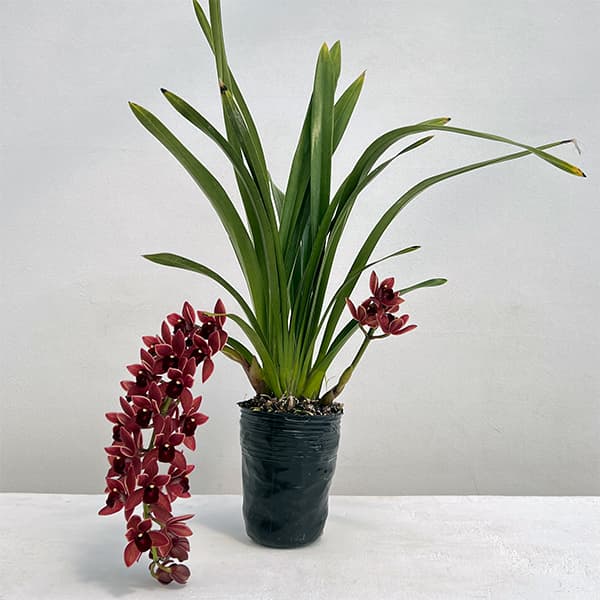 園芸ネット本店｜シンビジューム：フォアゴットンフルーツ花芽付き4号