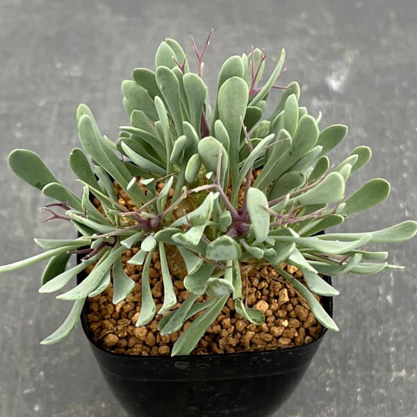 園芸ネット本店｜オトンナ：ユーフォルビオイデス（黒鬼城） 2.5号