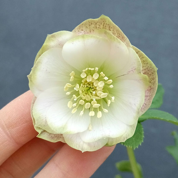 園芸ネット本店｜曽田園芸さんのクリスマスローズ：24-04利休かすり／4