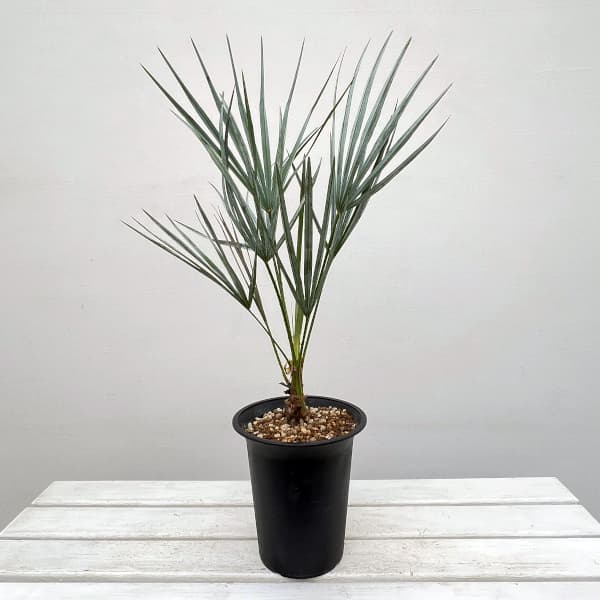 園芸ネット本店｜チャメロプス：フミリス・セリフェラ 6号鉢植え の