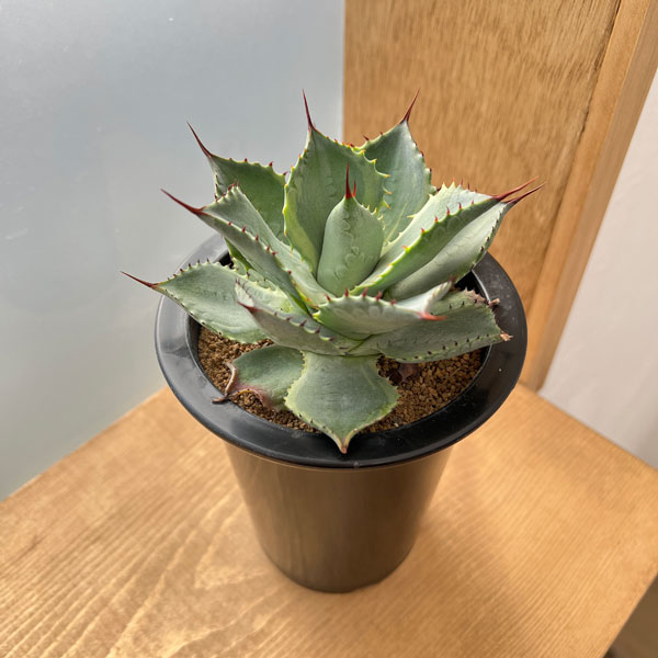 園芸ネット本店｜アガベ：風雷神錦 4号24-01 の通販【公式】