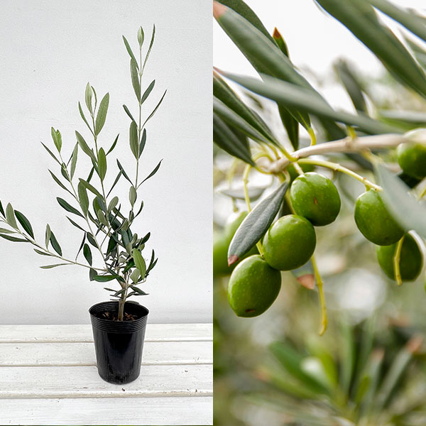 園芸ネット本店｜オリーブ：アスコラーノ3.5号ポット の通販【公式】