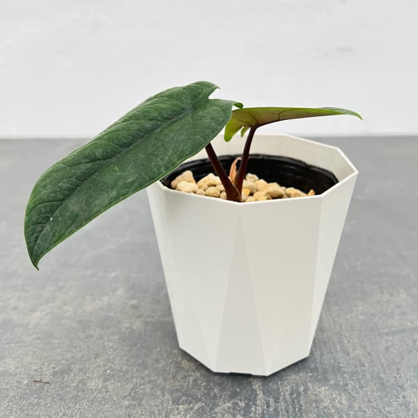 園芸ネット本店｜アロカシア：スカルプラム 3.5号鉢入り の通販【公式】