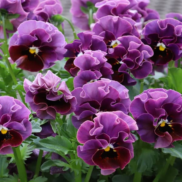 園芸ネット本店｜MSKガーデン小輪フリンジビオラ：和モダンクラシック