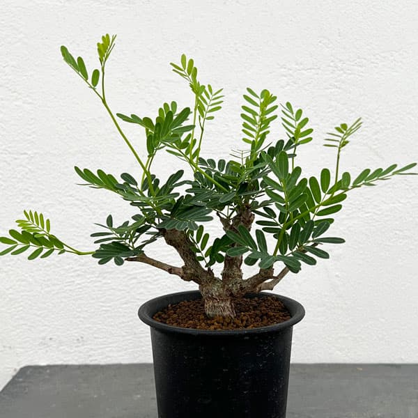 園芸ネット本店｜[ザ・ファームセレクト]センナ：メリディオナリス