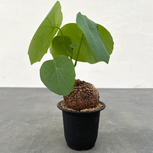 園芸ネット本店｜ステファニア：スベローサ 3号鉢植え24-01 の通販【公式】