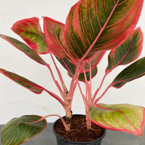 園芸ネット本店｜アグラオネマ：リップスティック カンザ 2.5号ポット
