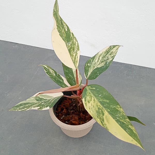 園芸ネット本店｜フィロデンドロン：ストロベリーシェイク 4号24-01 の