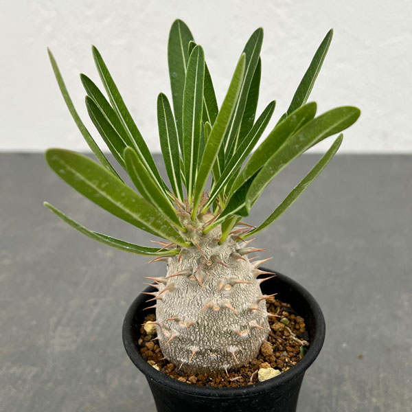 園芸ネット本店｜パキポディウム：グラキリス×デンシフローラム 実生株