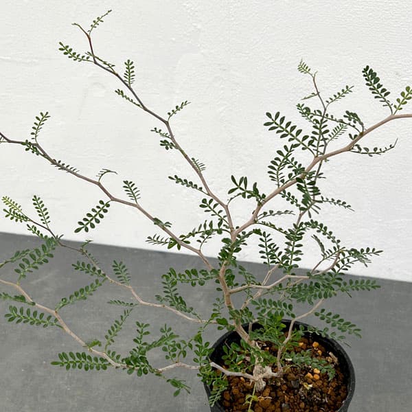 園芸ネット本店｜[ザ・ファームセレクト]オペルクリカリア：パキプス