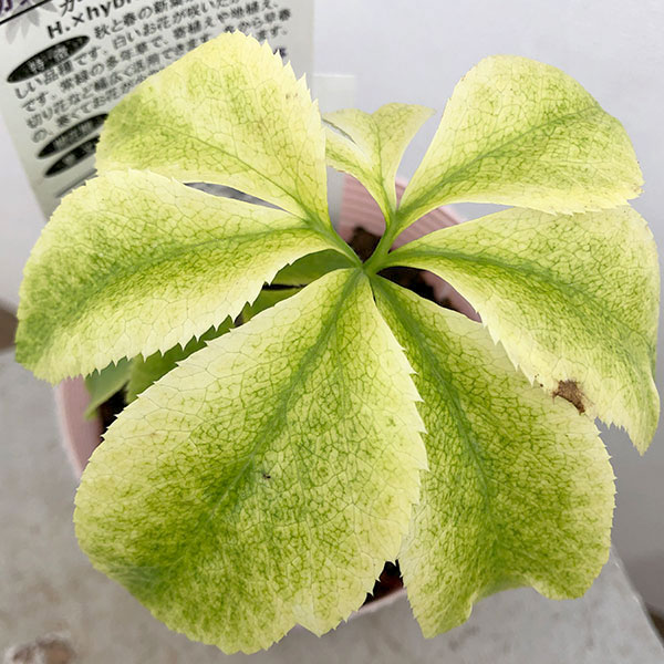 園芸ネット本店｜松村ナーセリーさんのクリスマスローズ：月白