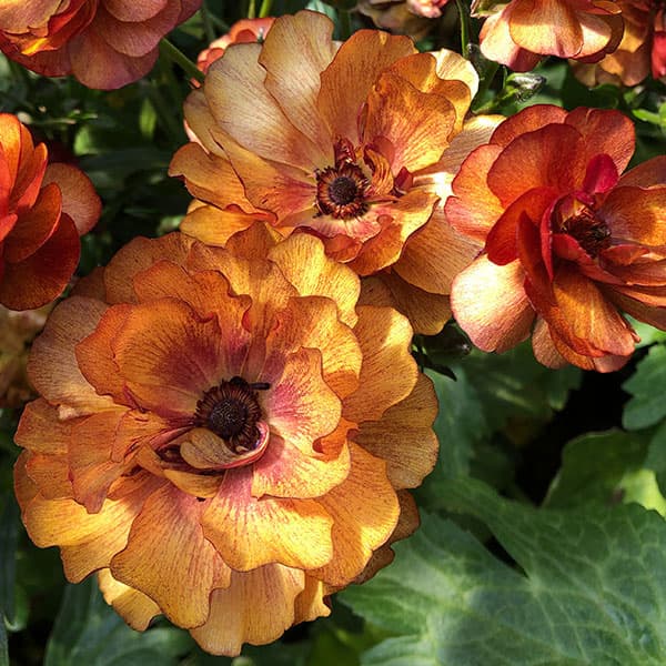 園芸ネット本店｜ラナンキュラス：ラックス サティロス3.5-4号ポット