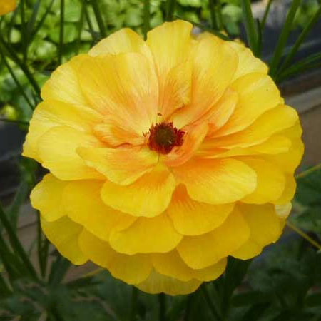 園芸ネット本店｜ラナンキュラス：ラックス ミネルバ3.5-4号ポット* 3