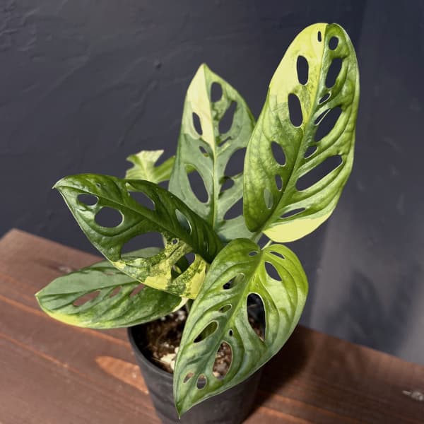 園芸ネット本店｜モンステラ：アダンソニー（マドカズラ）オーレア