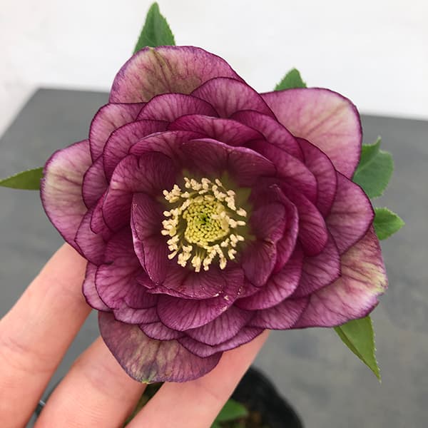 園芸ネット本店｜曽田園芸さんのクリスマスローズ：25-29大輪系ダブル