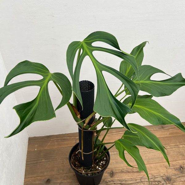 園芸ネット本店｜モンステラ：ディセラータ バールマルクスフレーム 8