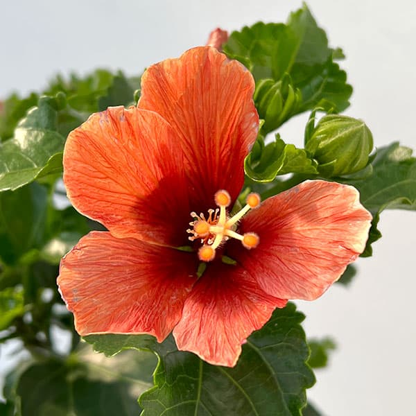 園芸ネット本店｜ハイビスカス：プチニクシー5号鉢植え の通販【公式】