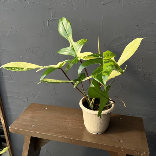 園芸ネット本店｜フィロデンドロン：フロリダビューティーバリエガータ