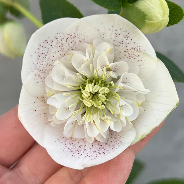 ☆クリスマスローズ☆セミダブル モーリー系ホワイトピコ☆6号鉢