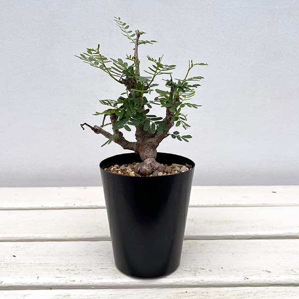 園芸ネット本店｜センナ：メリディオナリス 3号25-05 の通販【公式】