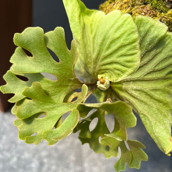 園芸ネット本店｜ビカクシダ（コウモリラン）：リドレイドワーフ