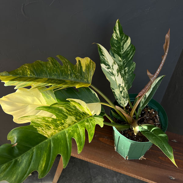 園芸ネット本店｜フィロデンドロン：キャラメルマーブル（斑入り）5号