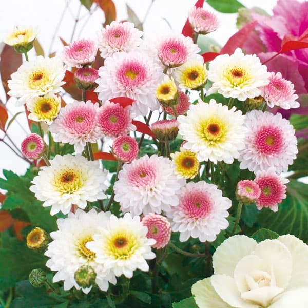 園芸ネット本店｜キク：冬咲きデュエットマム（菊の苗）乙女桜