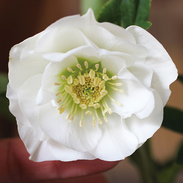 園芸ネット本店｜クリスマスローズ：ホワイトダブル3号ポット の通販