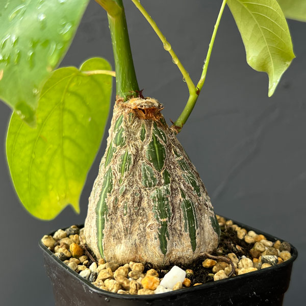 園芸ネット本店｜プセウドボンバックス：エリプチクム（実生4年株） 3