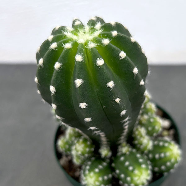 園芸ネット本店｜サボテン：エキノプシス フォルモーサ 3号硬質ポット