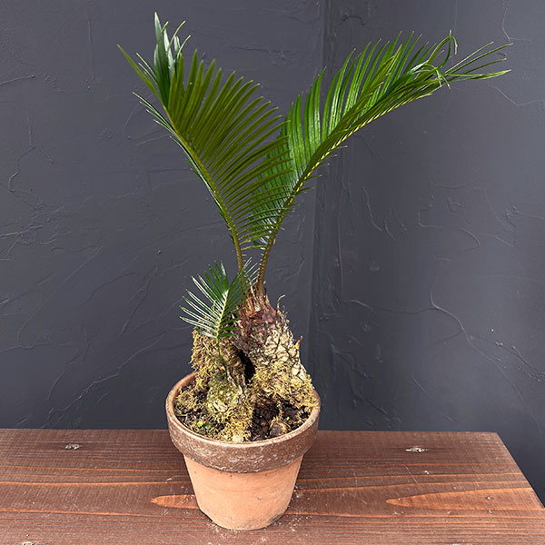 園芸ネット本店｜ソテツ（蘇鉄）4号陶器鉢25-08 の通販【公式】