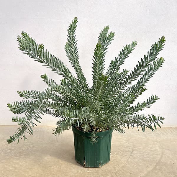 園芸ネット本店｜アカシア：ブルーブッシュ7号鉢植え の通販【公式】