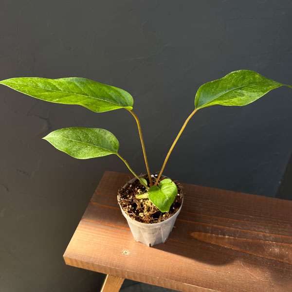 園芸ネット本店｜アンスリウム：フーケリー（斑入り）3号ネガミエル の