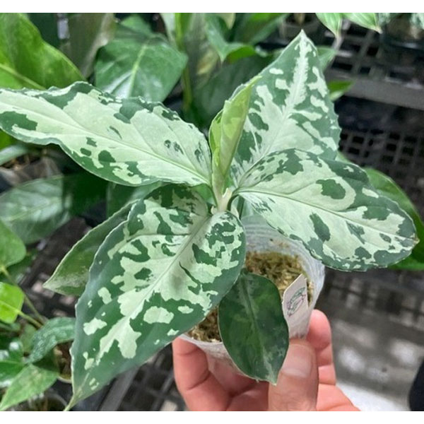 園芸ネット本店｜アグラオネマ：ピクタム トリカラーブラック 2.5号