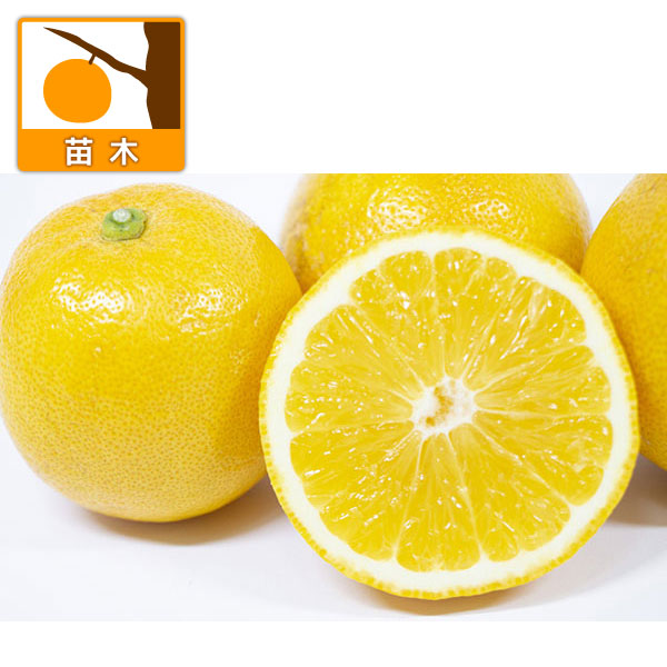 園芸ネット本店｜レモン：スイートレモネード4号ポット の通販【公式】